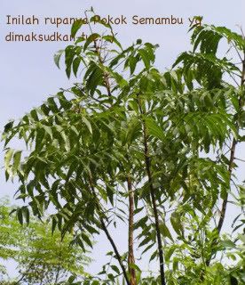 Pokok Semambu (Melia Indica)