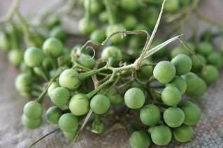 Buah Terung Pipit (Solanum Torvum)