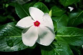 bunga kemunting cina berwarna putih