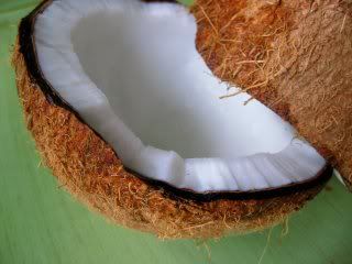 imej kelapa tua