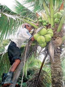 gambar pokok kelapa muda