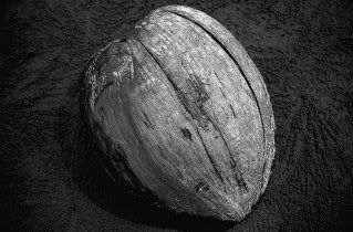 gambar kelapa tua