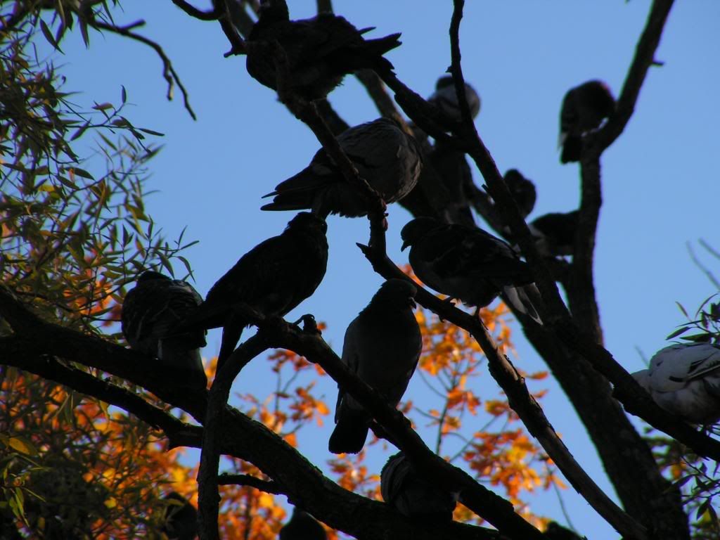 Photobucket - Video and Image Hosting