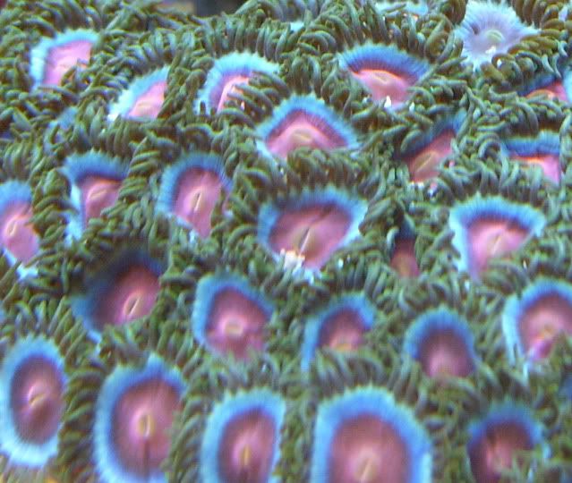 Florida Zoanthids