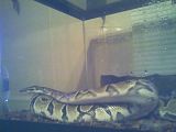 BallPython.jpg image by High_N_Dry