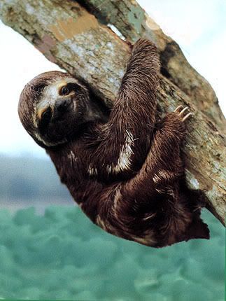 sloth