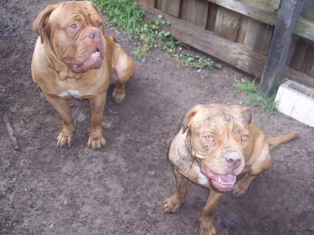 Dogue+de+bordeaux+cross+boxer