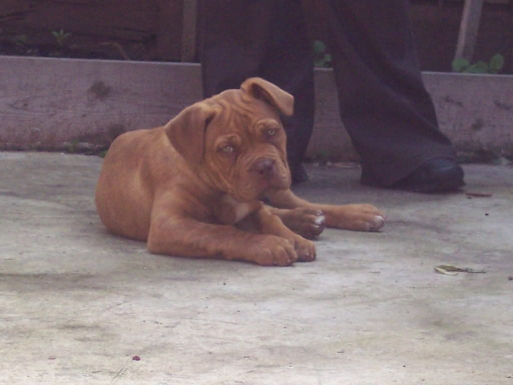 Dogue+de+bordeaux+cross+boxer