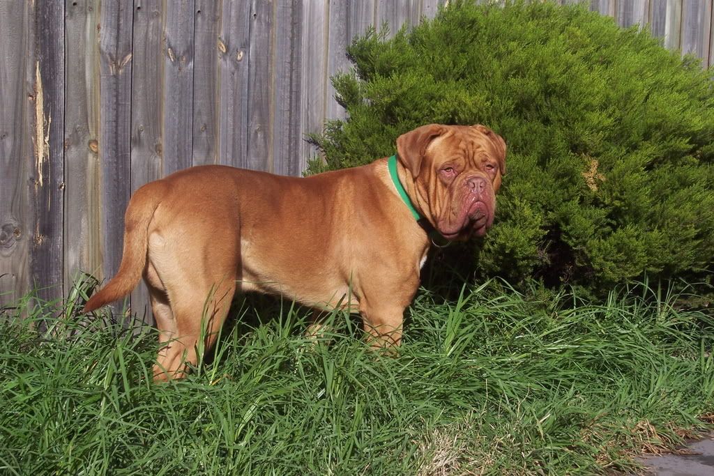 Dogue+de+bordeaux+crossbreed