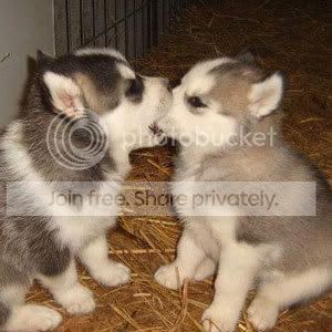 Dogs.jpg