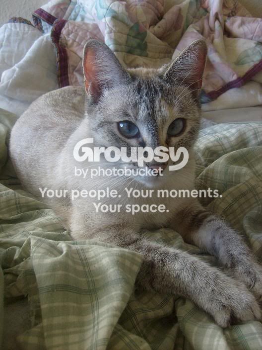User Image