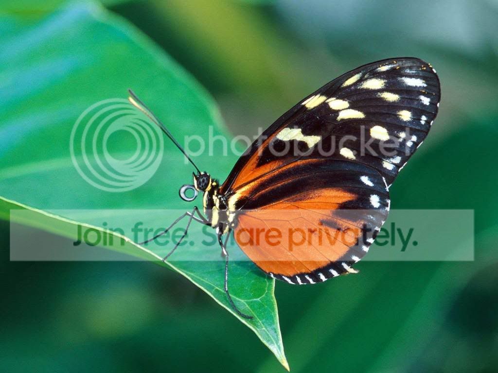 butterflies_-_03.jpg