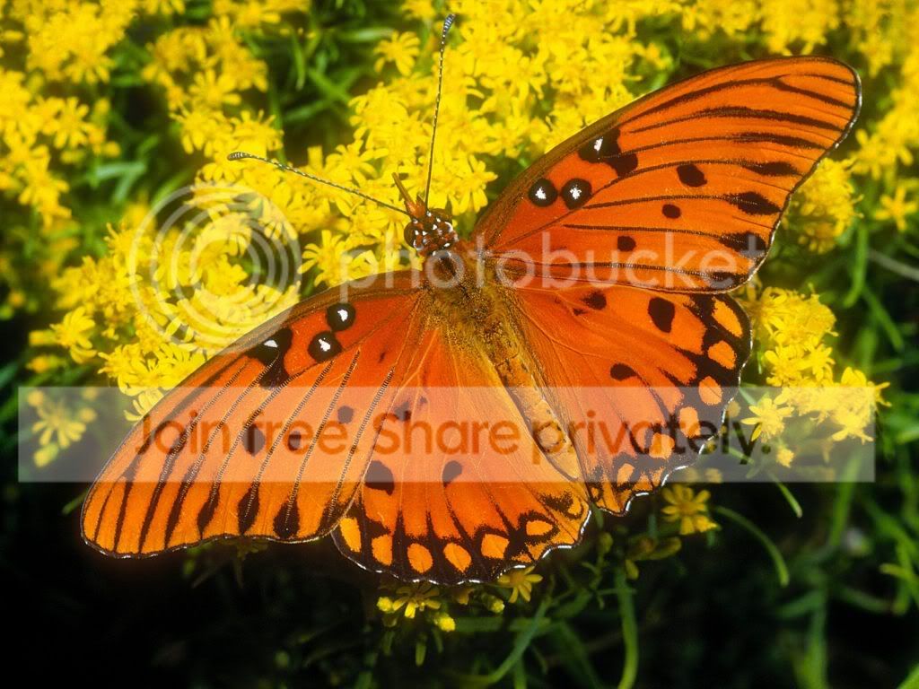 butterflies_-_05.jpg