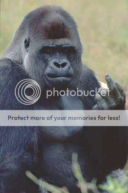 gorilla-seated-looking-at-the.jpg