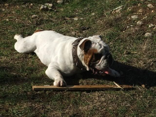 Engleski Buldog Stranica 3 Forum Hr