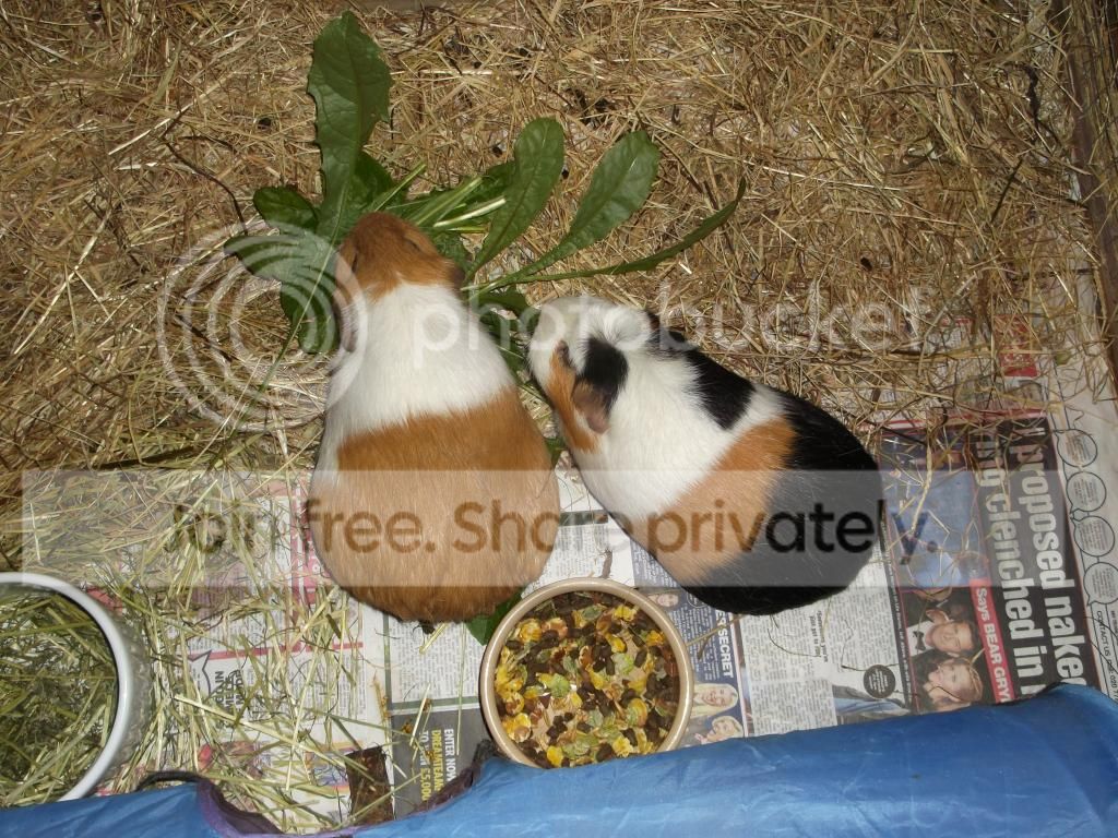 DSCF3106_zpsfdea24f0.jpg