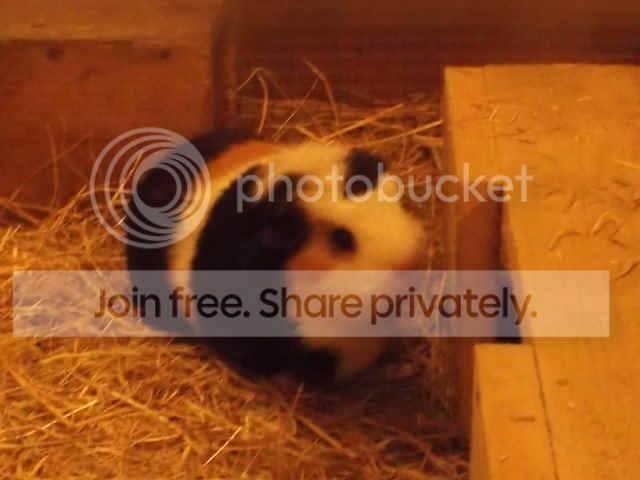DSCF4304_zpsyc71hlob.jpg