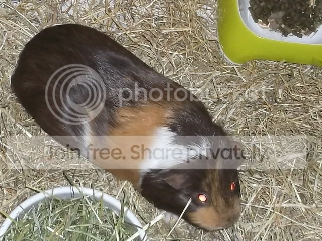 DSCF4310_zpsvvt6resy.jpg