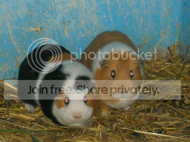 pedroandpanda.jpg