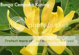 Gambar Bunga Cempaka Kuning