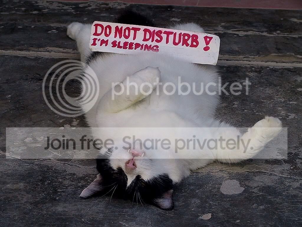 sleeping_cat1.jpg
