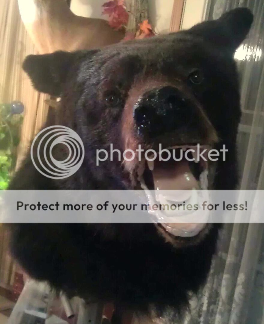 Black Bear shoulder mount For Sale or Trade | Welcome to the Taxidermy ...