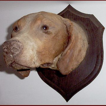 doghhead.jpg